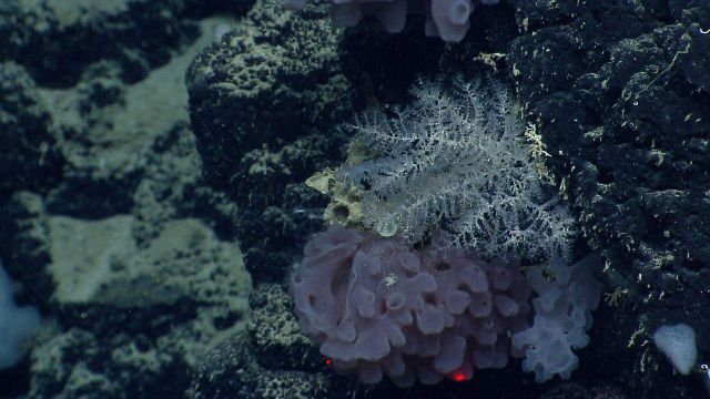 A beautiful branching almost glasslike colonial animal (bryozoan? coral?) above a goiter sponge that has an odd appearing crab-like crustacean crawlin Picture