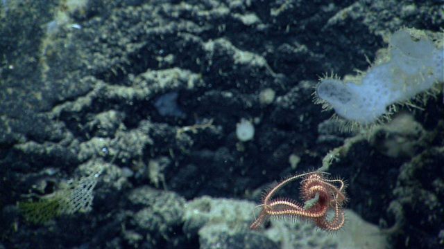 A bryozoan at the bottom left, a brittle star adhering to the end of a dead stalk, and a white sponge. Picture