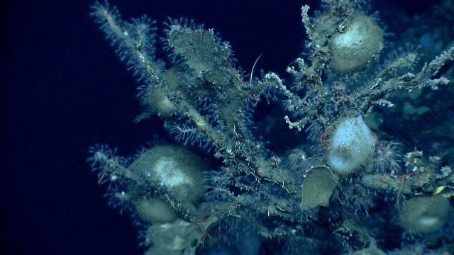 Large white sponges and white zoanthids growing on dead coral stalks Picture