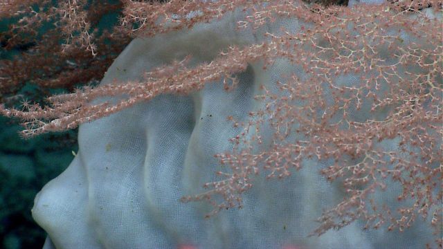 A pinkish octocoral and a large white glass sponge Picture