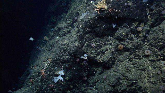 Sponges and brittle stars on the south side of Mytilus Seamount. Picture