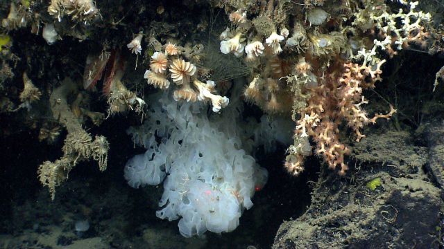 Multiple species including Solenosmilia variabilis coral, cup corals, a large white sponge, what appears to be an acesta clam, and small yellow sponge Picture