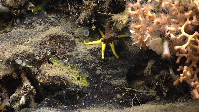Solenosmilia variabilis coral, cup corals, small white and yellow sponges, and a rarely seen yellow sea star Picture