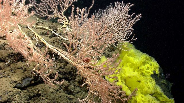 A large octocoral bush and a beautiful yellow sponge. Picture