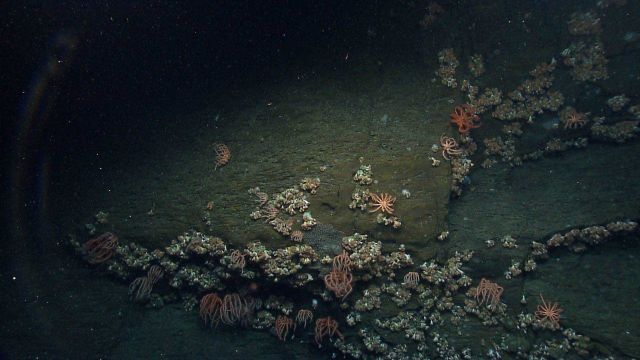 Cup corals and brisingid starfish are in great abundance on this canyon wall Picture