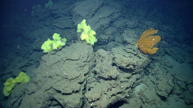 Large yellow sponges and a large golden gorgonian coral. Picture