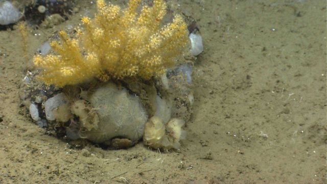 An acanthogorgia coral on a boulder encrusted with various sponges. Picture