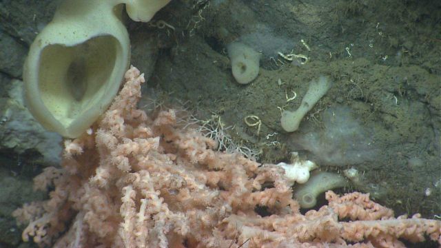Looking down into a vase sponge adjacent to a bamboo coral. Picture