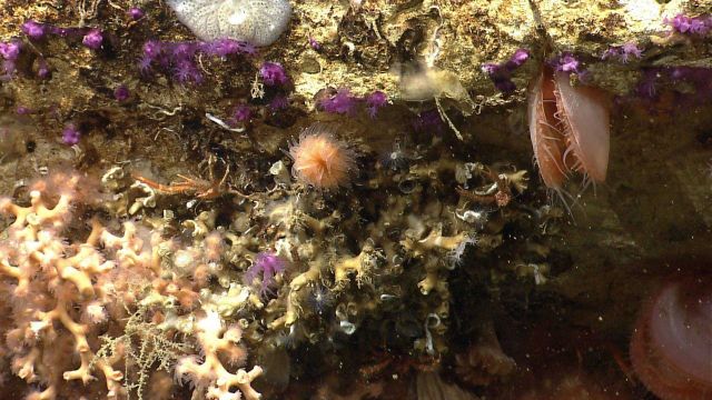Beautiful hanging gardens of Lydonia Canyon with a highly diverse faunal assemblage Picture