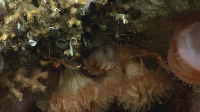 Beautiful hanging gardens of Lydonia Canyon with a highly diverse faunal Solenosmilia variabilis coral, an acesta clam, small white tube serpulid tube Picture