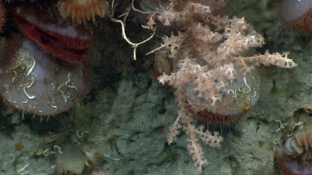 Acesta clams, cup corals, a small dead coral (white) with numerous small crustaceans, and whitish pink octocoral Picture