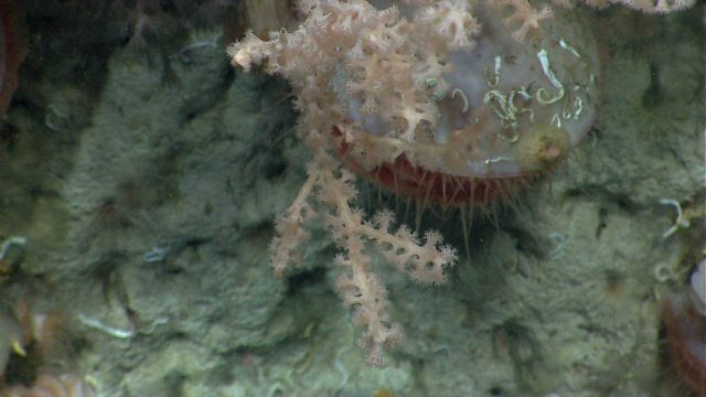 An acesta clam and a pinkish white octocoral. Picture