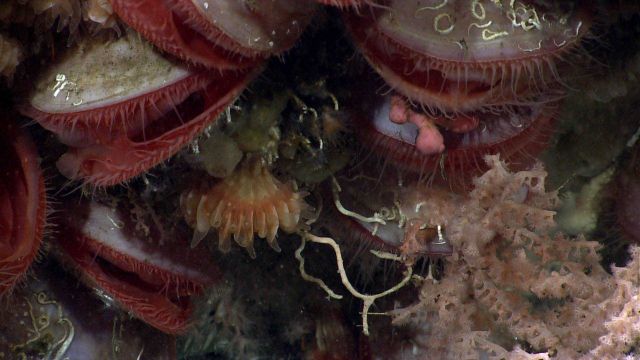 Closer inspection reveals small a small Paragorgia coral, serpulid worm tubes, small sponges, and pinkish octocoral. Picture