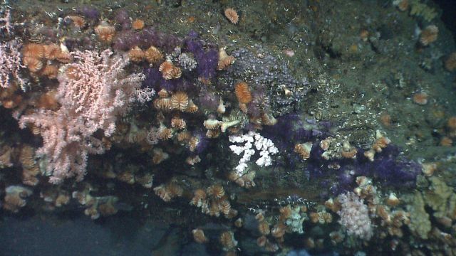 Cup corals, a large pink octocoral, purple Clavularia sp Picture
