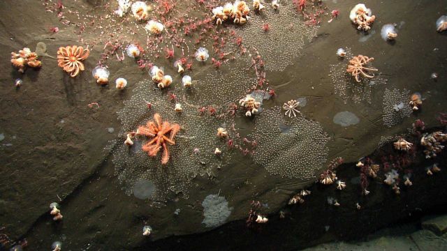 Brisingid starfish, cup corals, red anthomastus corals, and colonies of zoanthids Picture