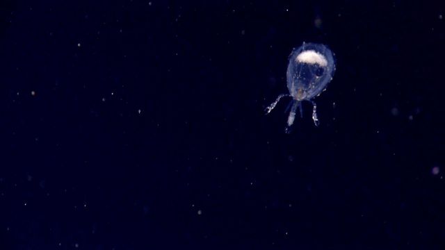 Salp larva Picture