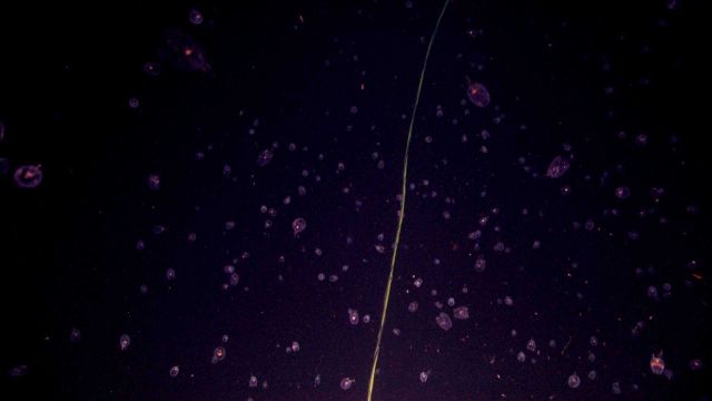 Looking like galaxies in a view from the Hubble telescope, salp larvae are seen throughout the field of view. Picture