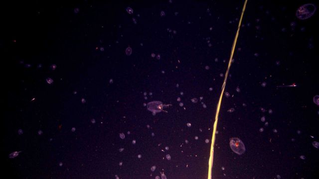 Looking like galaxies in a view from the Hubble telescope, salp larvae are seen throughout the field of view. Picture