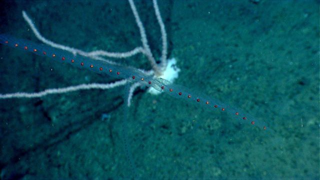 Two salp at right angles and a bamboo coral in the background. Picture
