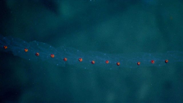 Closeup of a salp. Picture