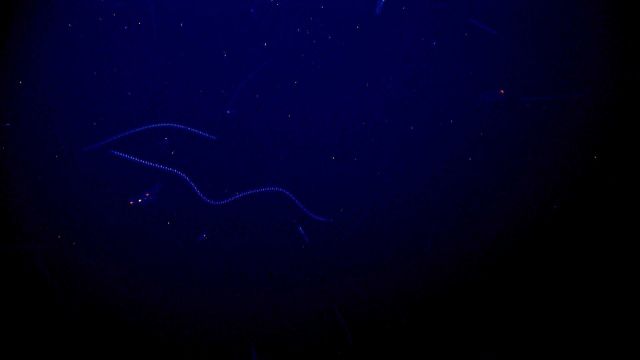 Salps appearing like neon lights in the distance. Picture