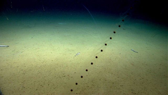 Salps in the water column, fish on the seafloor. Picture
