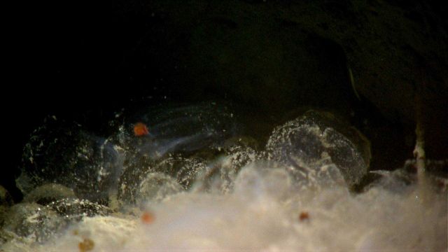Unlucky salps that have drifted into a hole in the seafloor. Picture