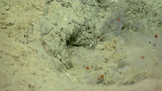 Salps in a depression. Picture