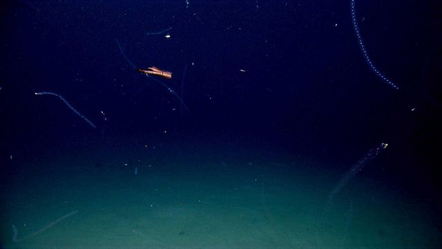 Salps, krill, and possibly a squid seen at an odd angle. Picture
