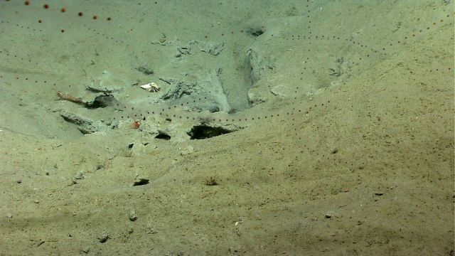 Salps, two large shrimp, and a large hermit crab in a whelk shell are seen in an area of landslide debris. Picture