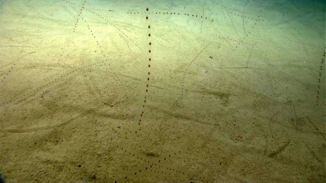 A huge number of salps are seen in this image. Picture