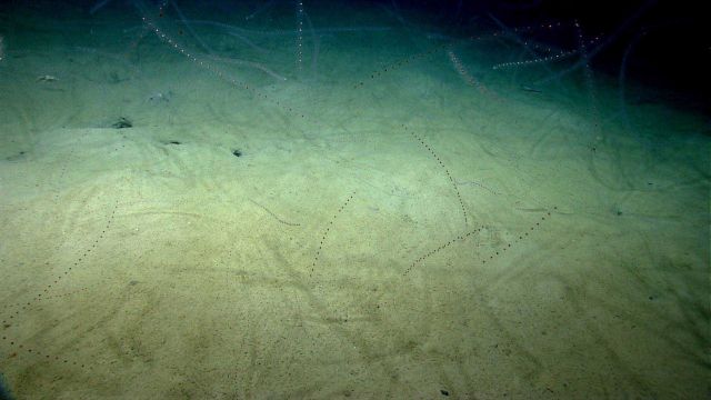 A huge number of salps are seen in this image Picture