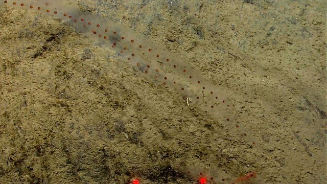 Salps and a red banded shrimp at the bottom of the image. Picture