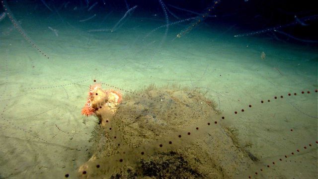 Chains of salp (Salpa aspera) Picture