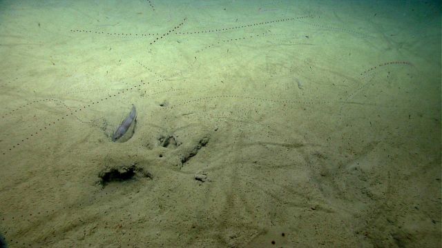 Chains of salp (Salpa aspera) Picture