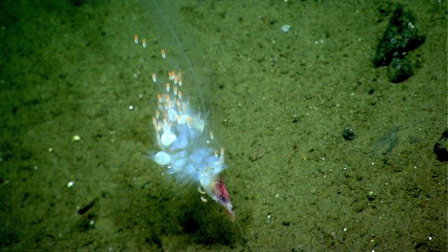 Siphonophore? Picture