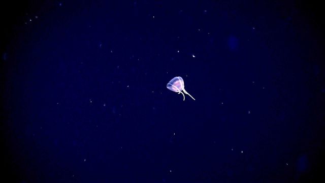 Hydrozoan medusa with four tentacles. Picture