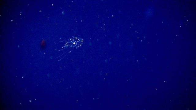 Hydrozoan medusa. Picture