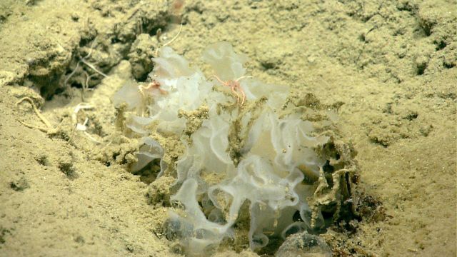 Deep sea sponge. Picture