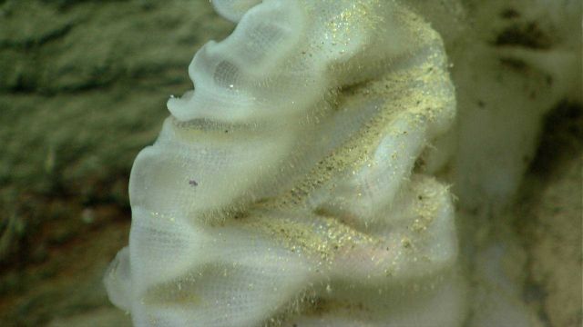 Deep sea sponge. Picture