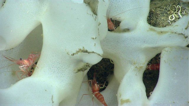 Deep sea sponge. Picture