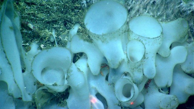 Deep sea sponge. Picture