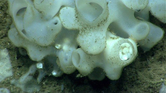 Deep sea sponge. Picture