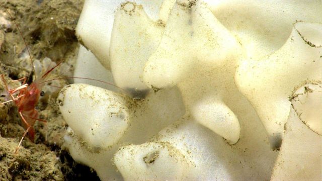 Deep sea sponge. Picture