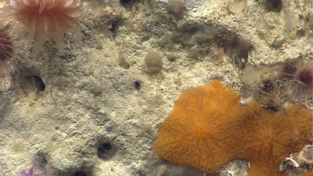 Deep sea sponge. Picture