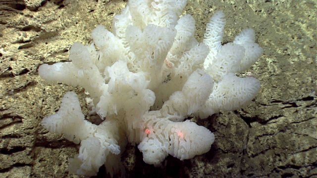 Deep sea sponge. Picture