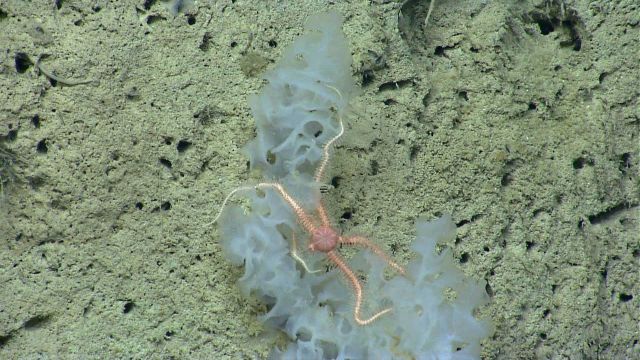 Deep sea sponge. Picture
