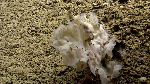 Deep sea sponge. Picture