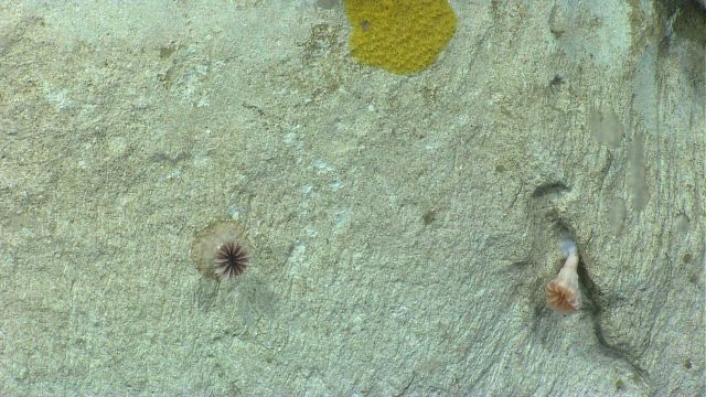 Deep sea sponge. Picture