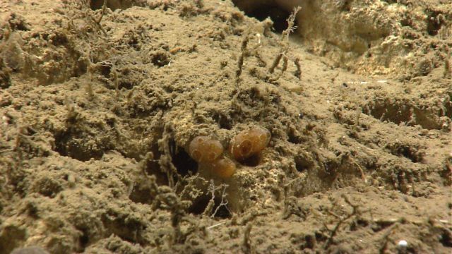 Deep sea sponge. Picture